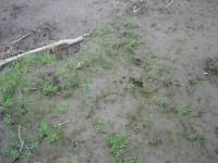 IMG_0757 Grizzly footprints at start of hike. Hike cancelled!