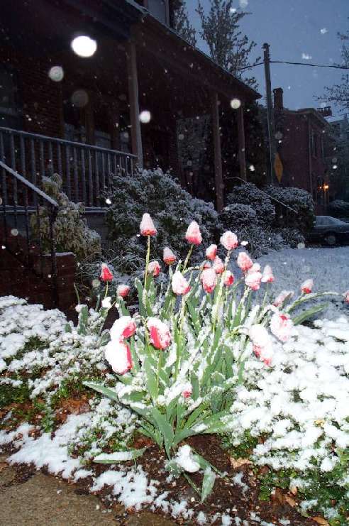 DCP 0843 Snow on Tulips 4-09-00
