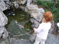  Koi Pond at Metropolitan Museum of Art